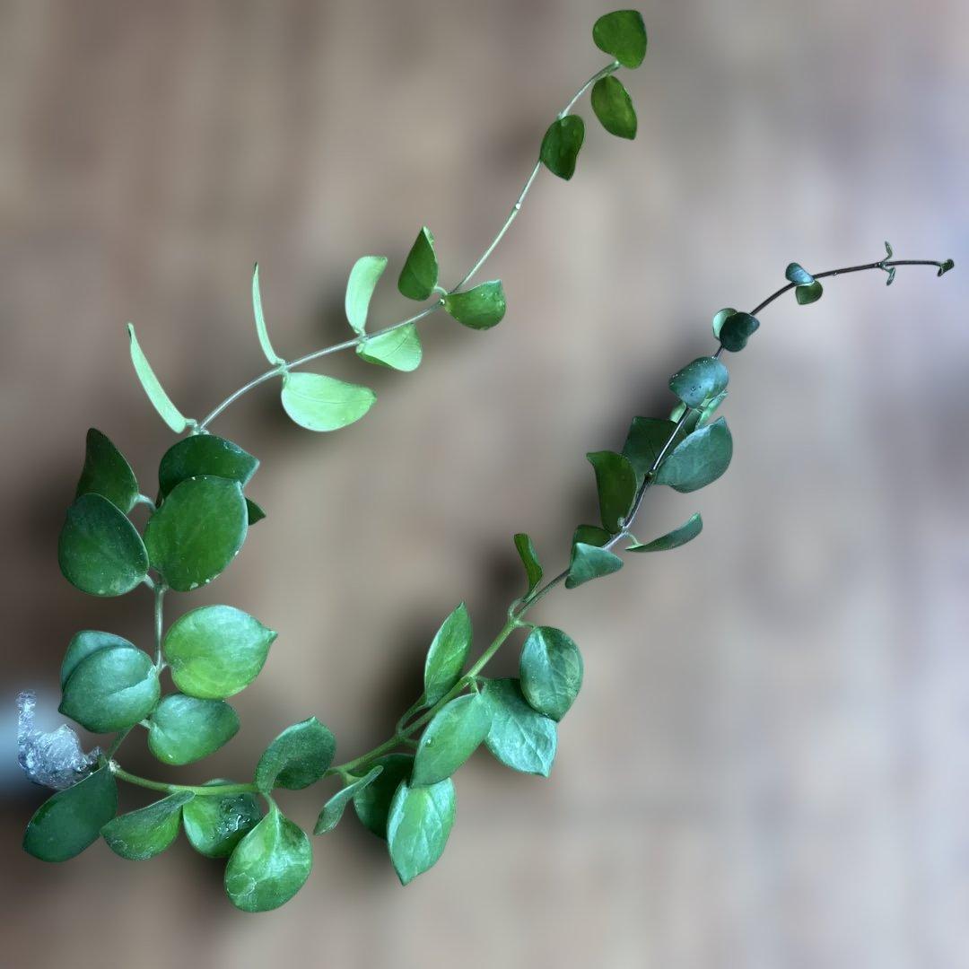 ②イワタバコ　エスキナンサス　タイピンク　宿根草