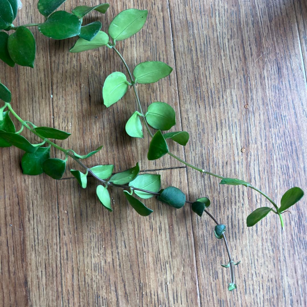 ②イワタバコ　エスキナンサス　タイピンク　宿根草