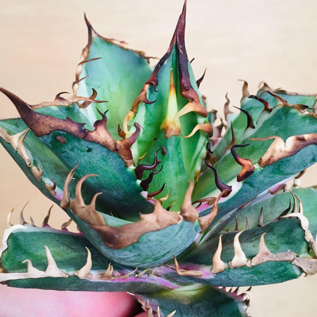 【稀少】1 レッドキャットウィーズル錦 多色斑 極上強棘 TC アガベ チタノタ