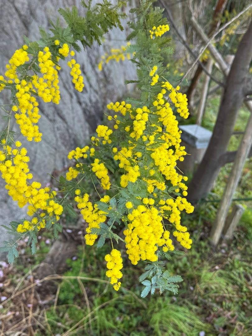 【予約品】すーさん　ミモザ 長さ約80cm 140サイズ　開花後に価格変更