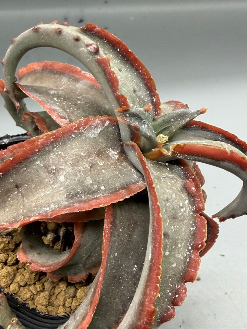 アロエ　ハイブリッド　Aloe hybrid 第四種　Fe−14