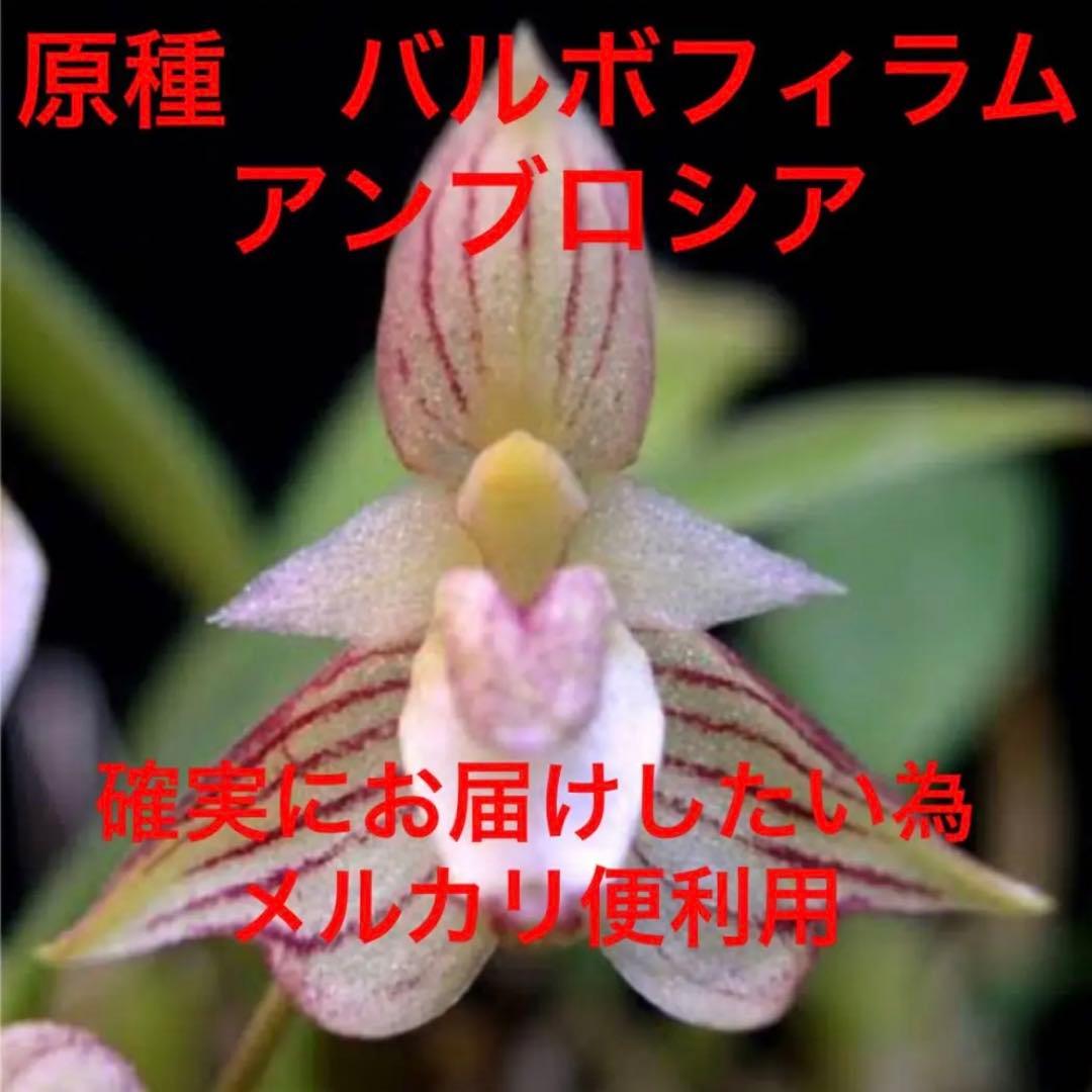 バルボフィラム　アンブロシア　原種　洋蘭　バルボ　５株セット　洋ラン 観葉植物