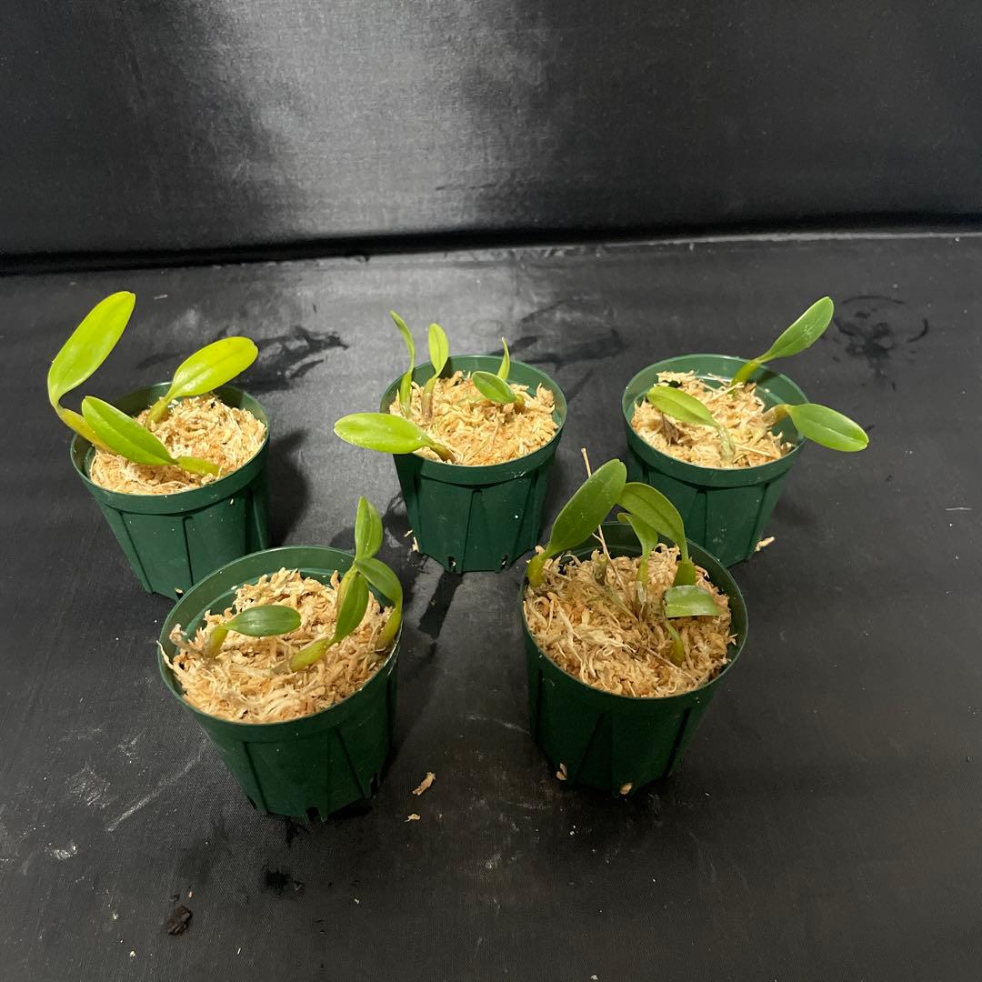 バルボフィラム　アンブロシア　原種　洋蘭　バルボ　５株セット　洋ラン 観葉植物