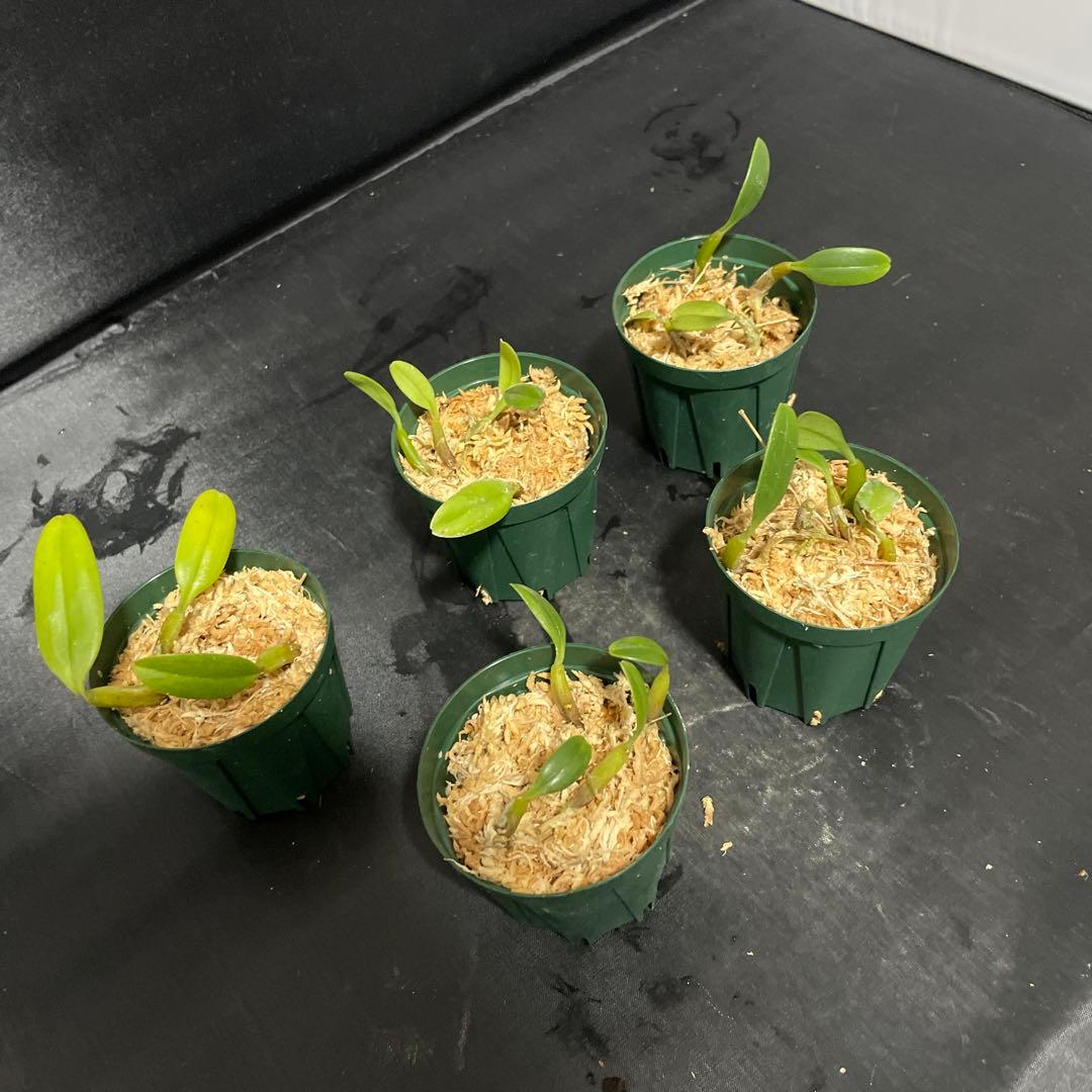 バルボフィラム　アンブロシア　原種　洋蘭　バルボ　５株セット　洋ラン 観葉植物