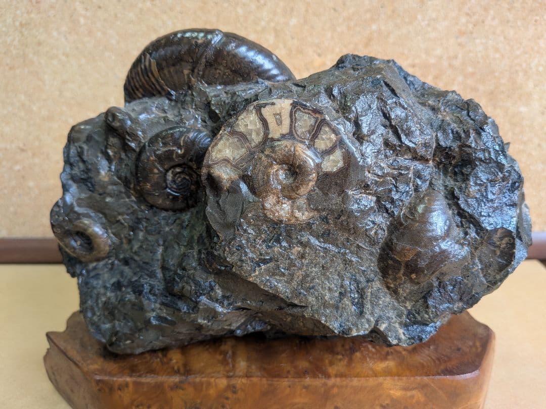 アンモナイト化石 10.0㎝.背面にもあります(299)