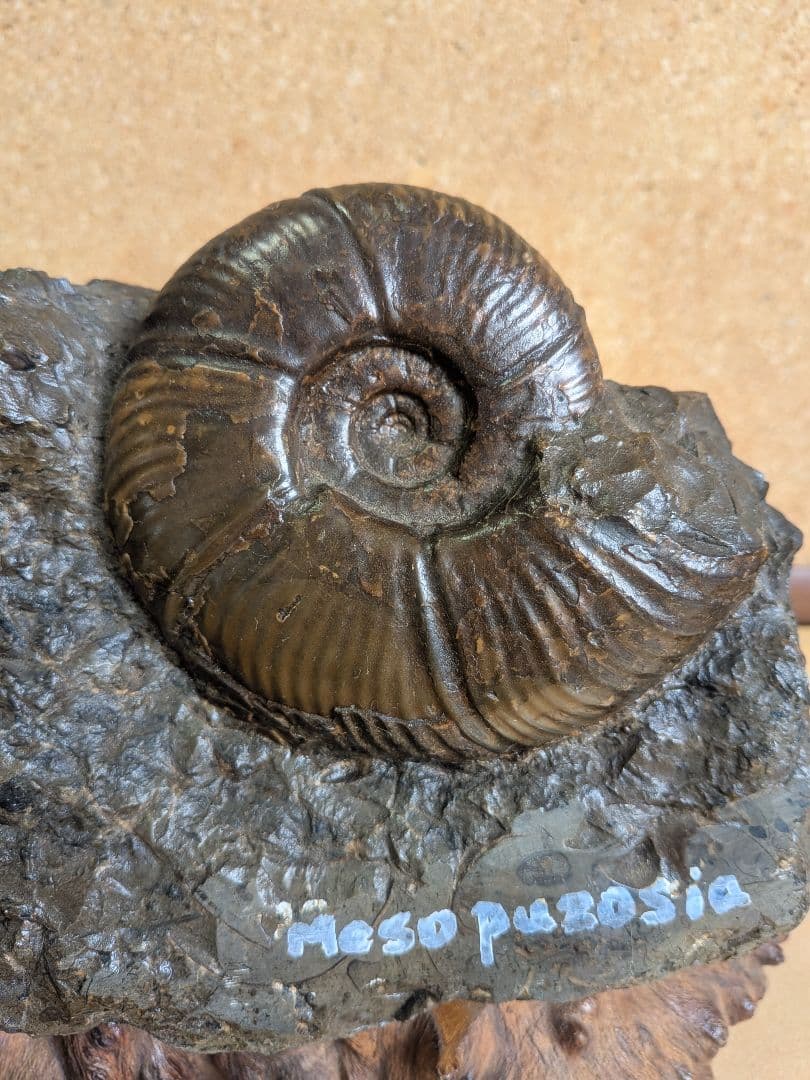 アンモナイト化石 10.0㎝.背面にもあります(299)