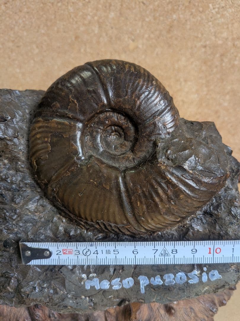 アンモナイト化石 10.0㎝.背面にもあります(299)