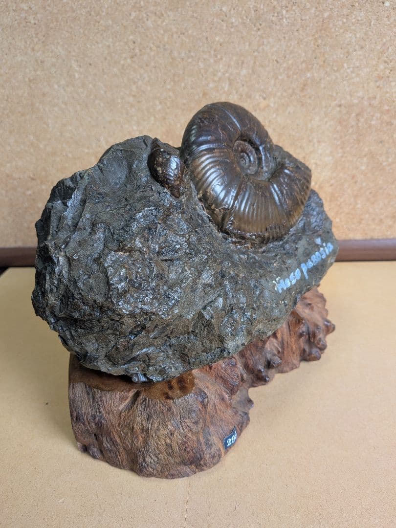 アンモナイト化石 10.0㎝.背面にもあります(299)