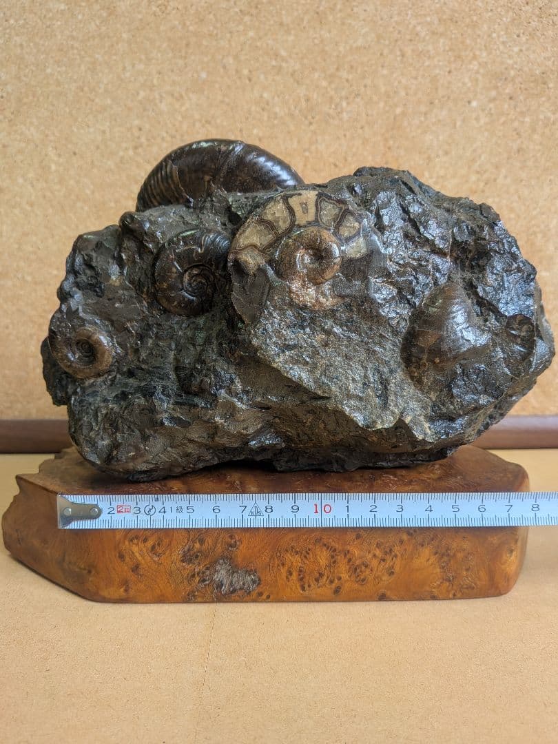 アンモナイト化石 10.0㎝.背面にもあります(299)