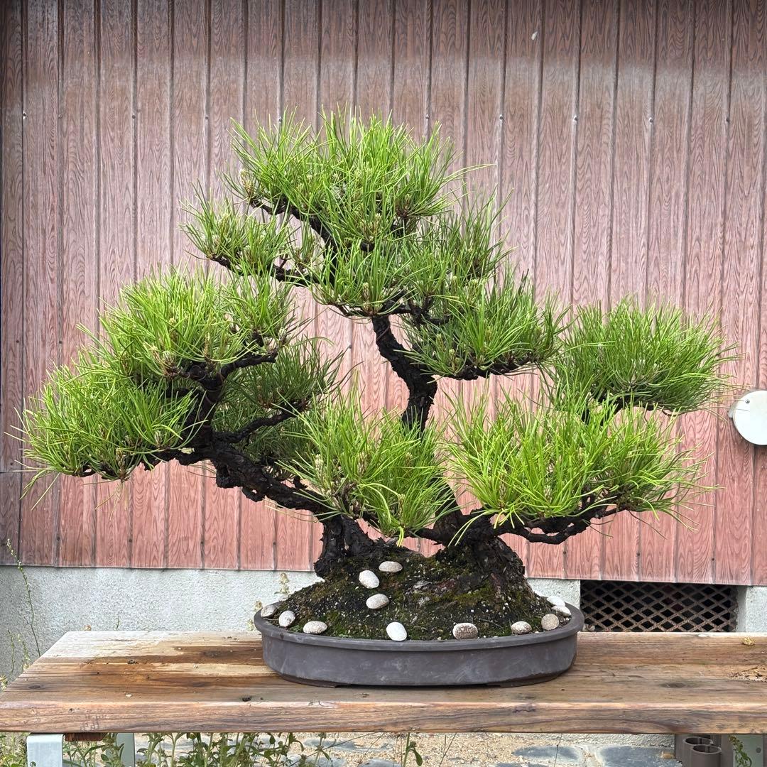 【最終値下げ】引き取り　黒松　大品盆栽　株立　古木