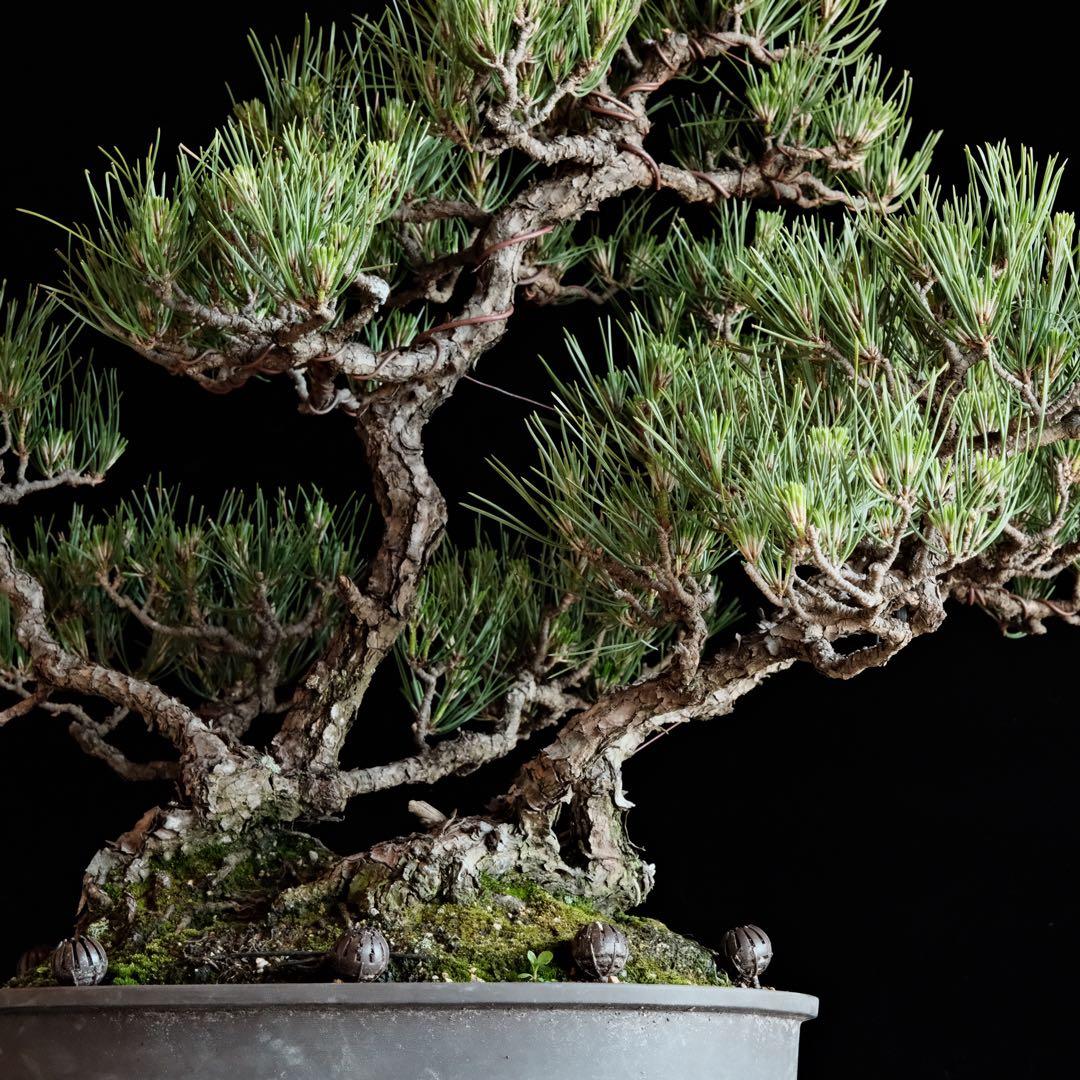 【最終値下げ】引き取り　黒松　大品盆栽　株立　古木