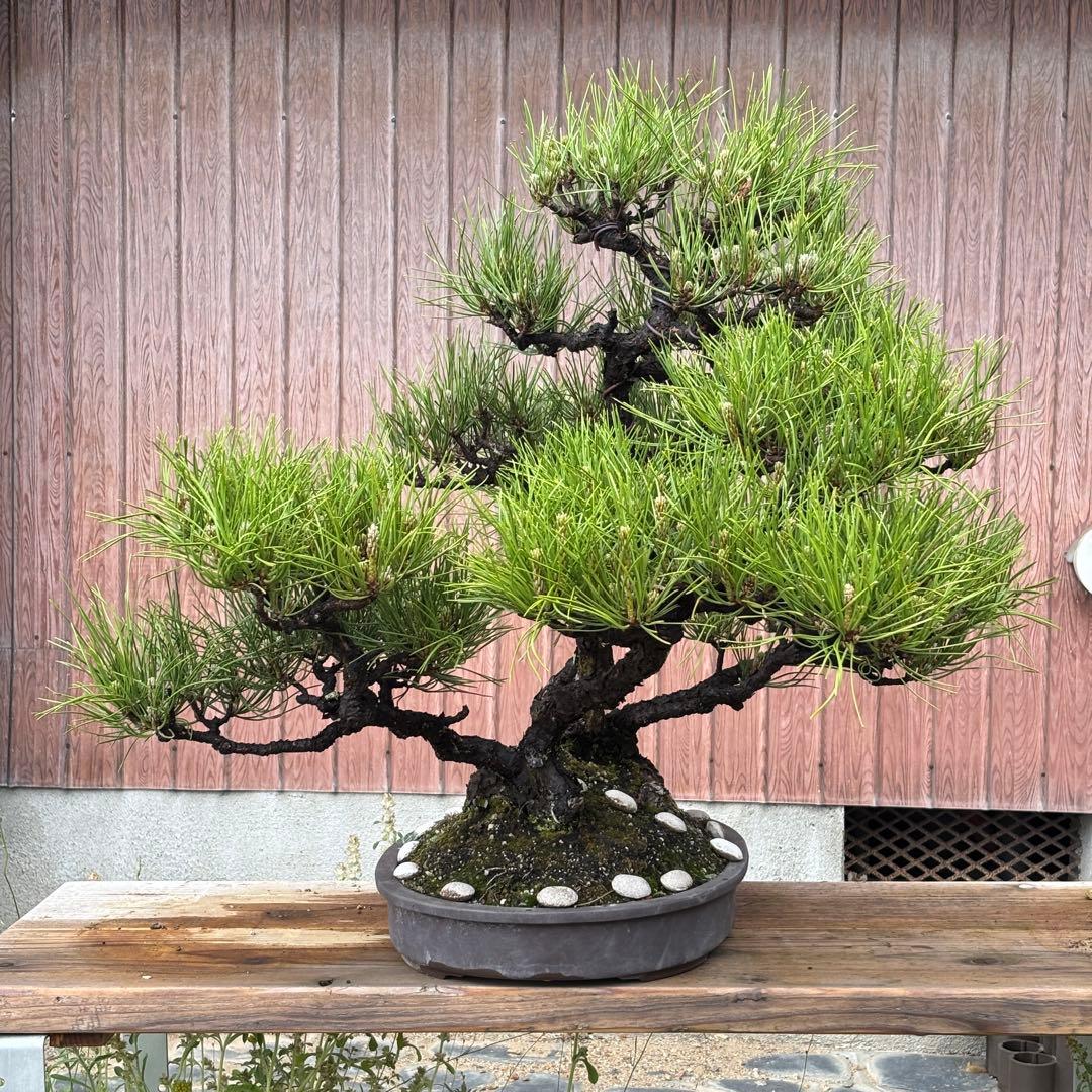 【最終値下げ】引き取り　黒松　大品盆栽　株立　古木