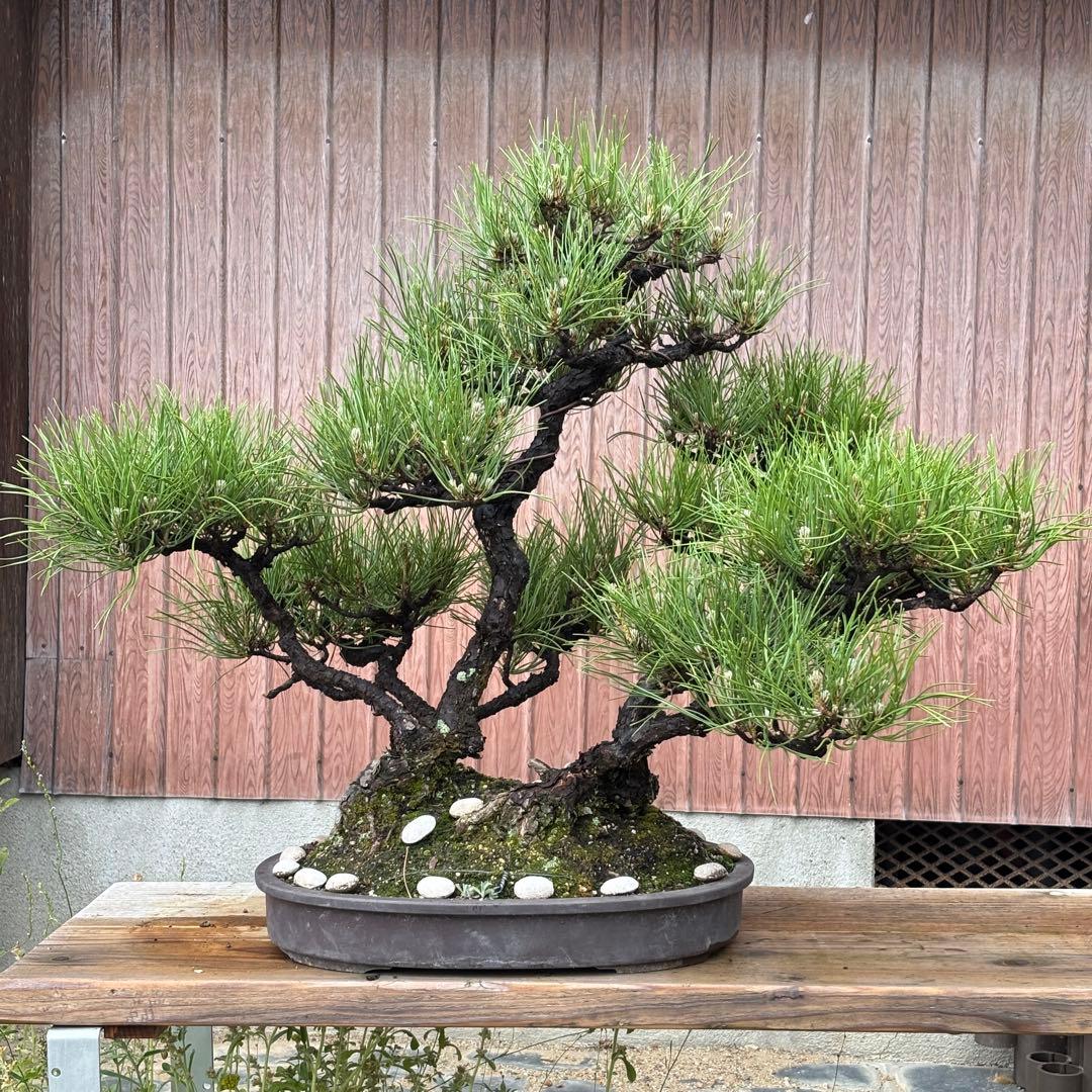 【最終値下げ】引き取り　黒松　大品盆栽　株立　古木