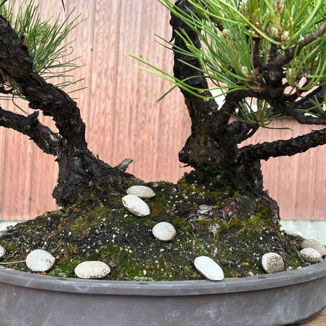 【最終値下げ】引き取り　黒松　大品盆栽　株立　古木