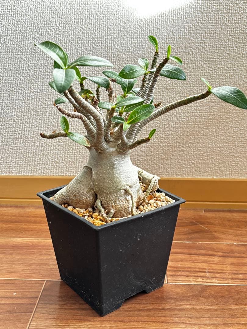 【発根済み】アデニウム タイソコトラナム(優良株)