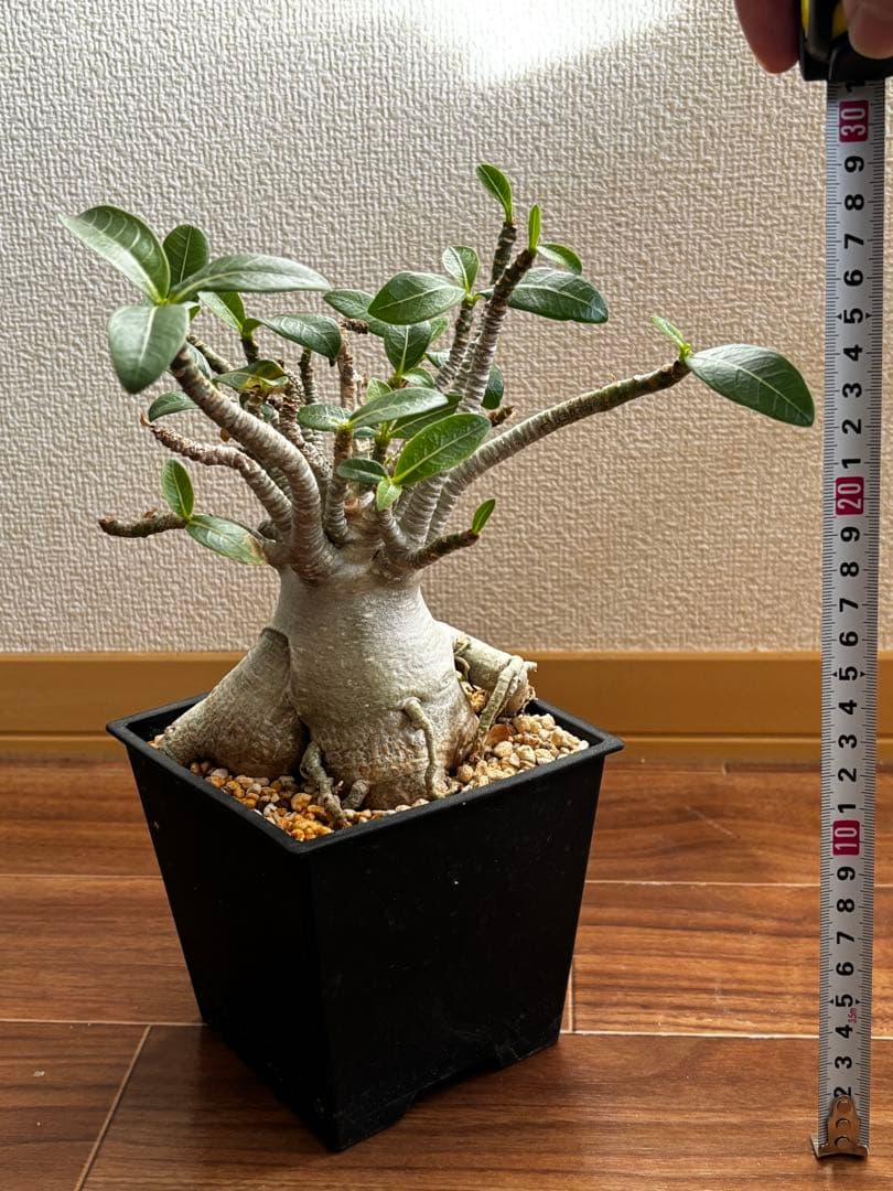 【発根済み】アデニウム タイソコトラナム(優良株)