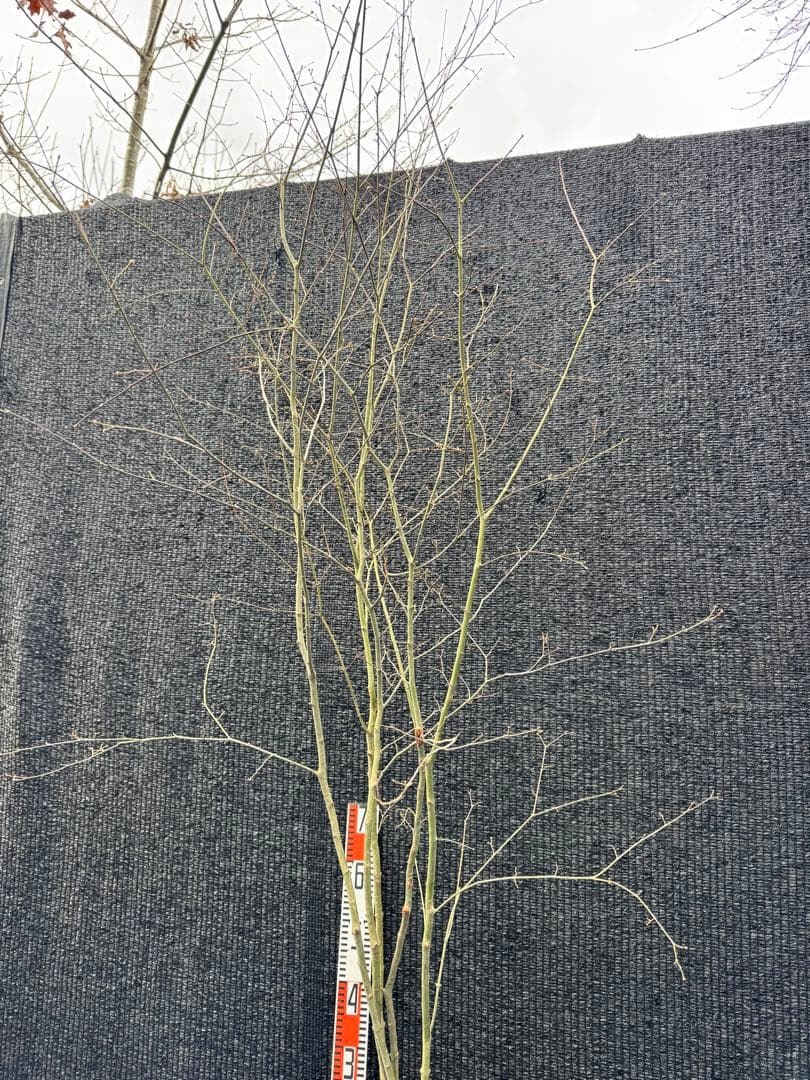 山採り　ヤマモミジ　株立ち　美幹　自然樹形　【品番3497】