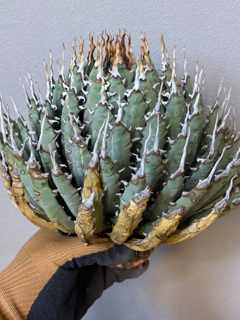 アガベ　ユタエンシス　エボリスピナ　陽炎　良形　特大株