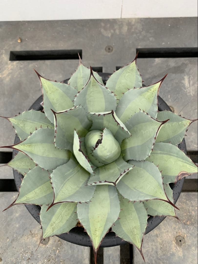 アガベ　吉祥天錦