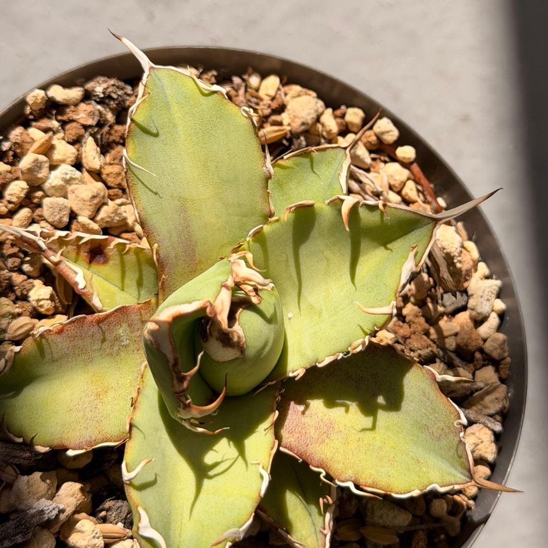 専用　ウリエル実生子株