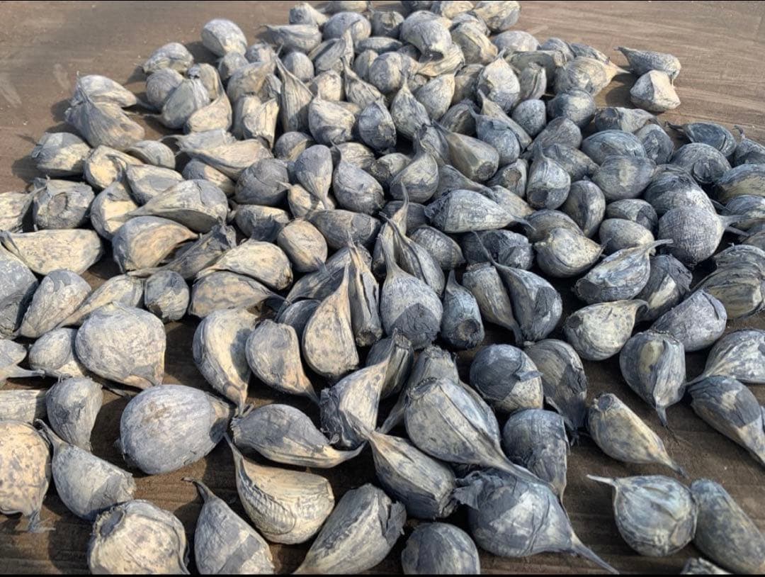 青森県産ニンニク　白玉王　30kg