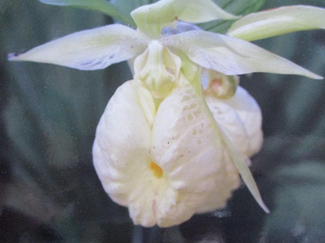 山野草、日本クマガイソウ黄花系（素心）花芽2芽株