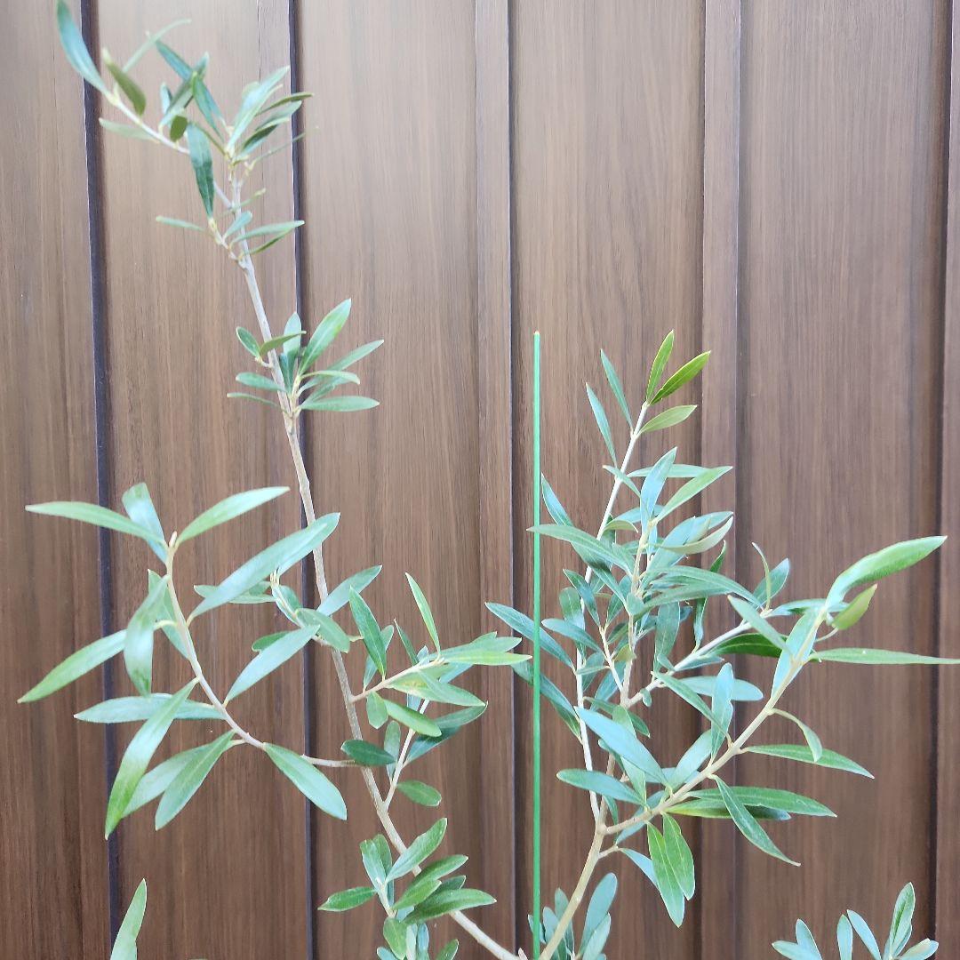 オリーブ　エルグレコ　テラコッタ鉢植え　苗