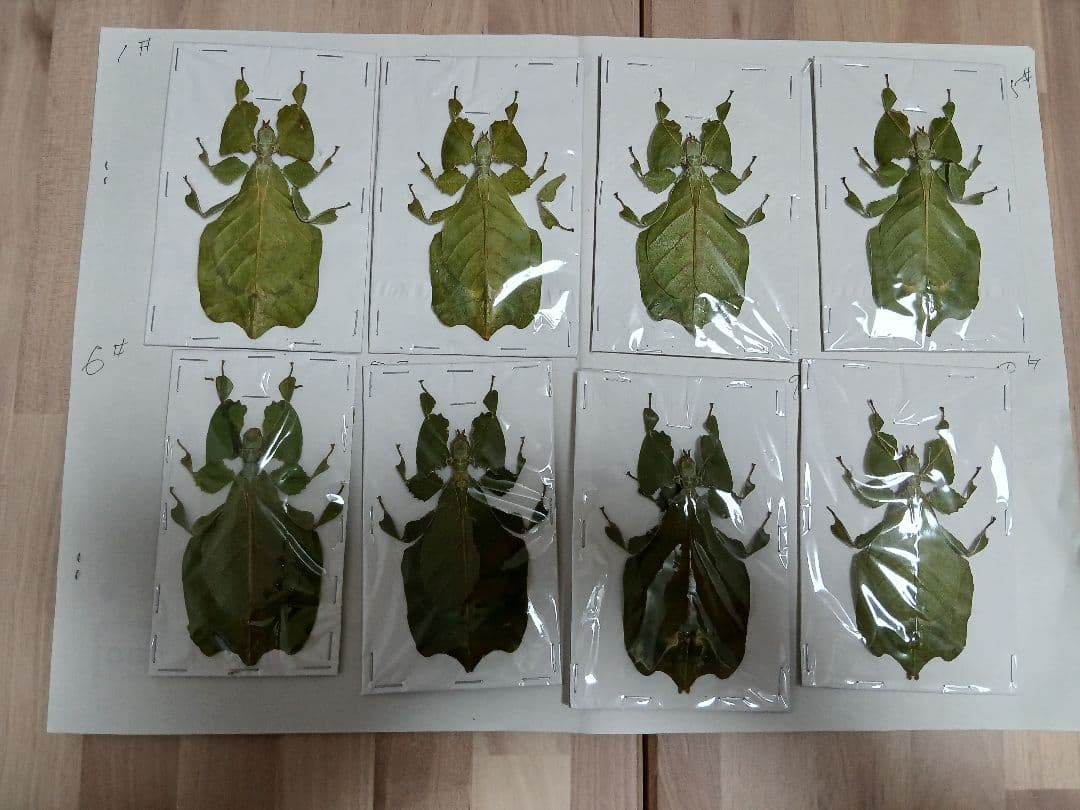 海外産標本｜インドネシア産 ナナフシモドキ（木葉虫）昆虫標本