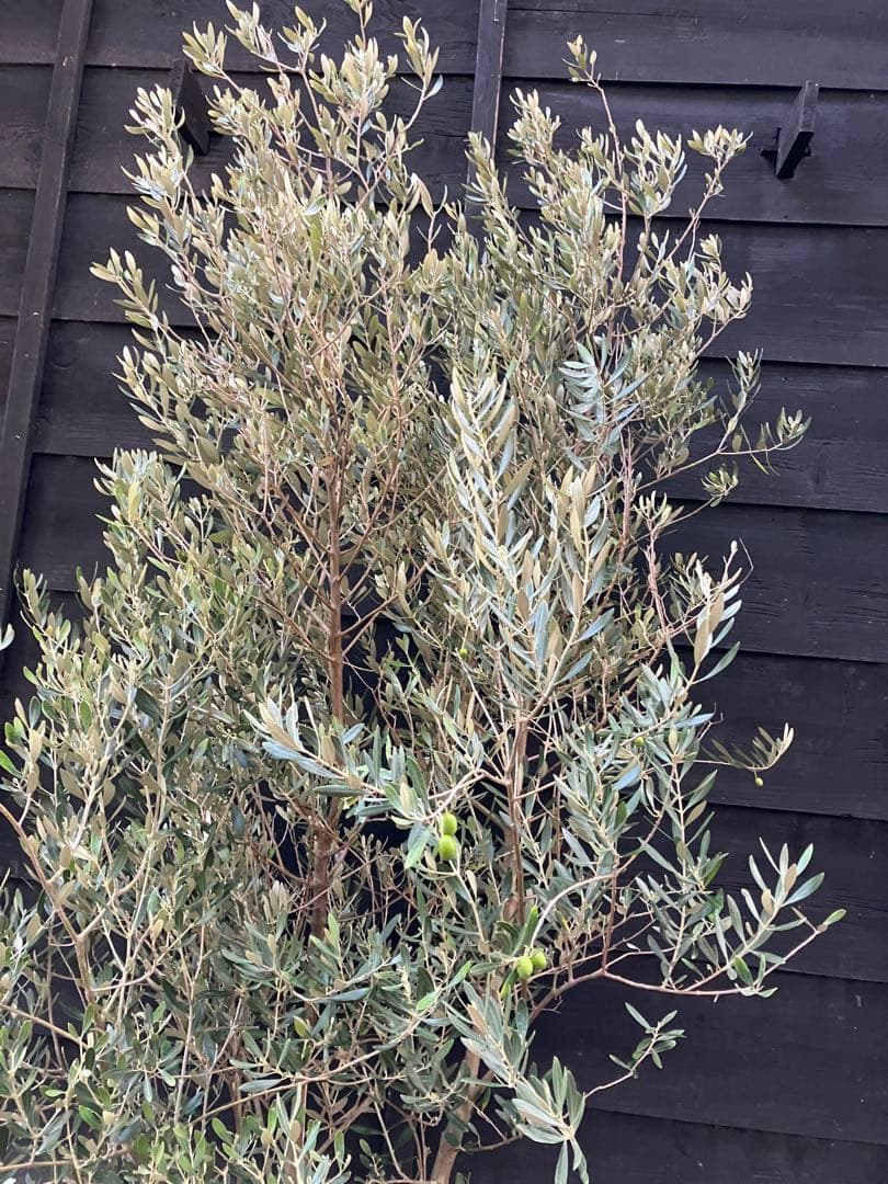 オリーブの木　ミッション