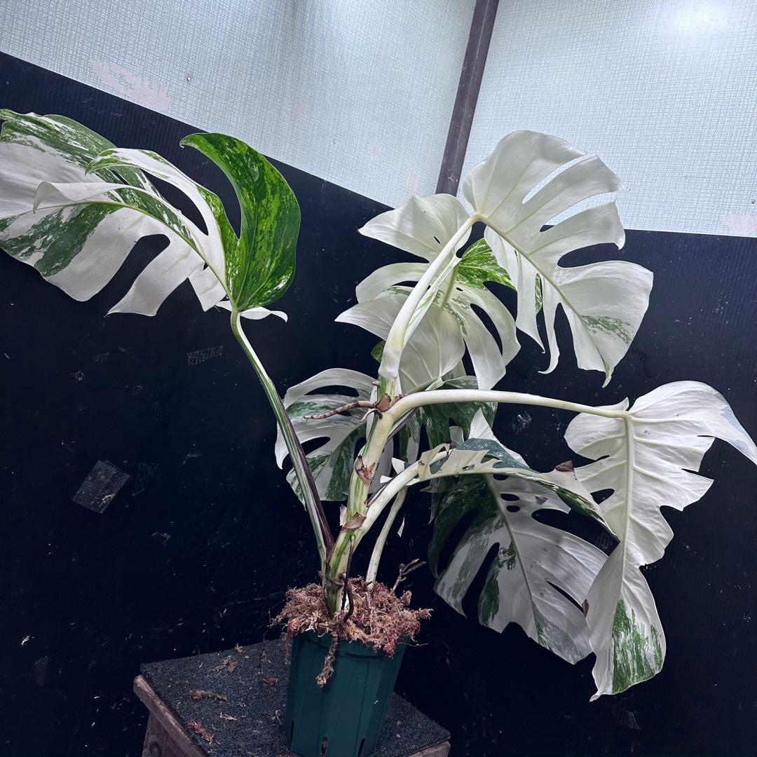 ケ*ン様 斑入りモンステラ ホワイトタイガー極美大株77cm白斑多