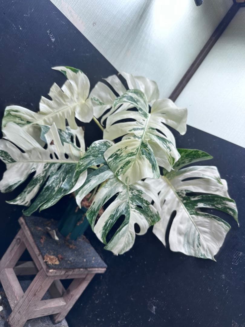 ケ*ン様 斑入りモンステラ ホワイトタイガー極美大株77cm白斑多