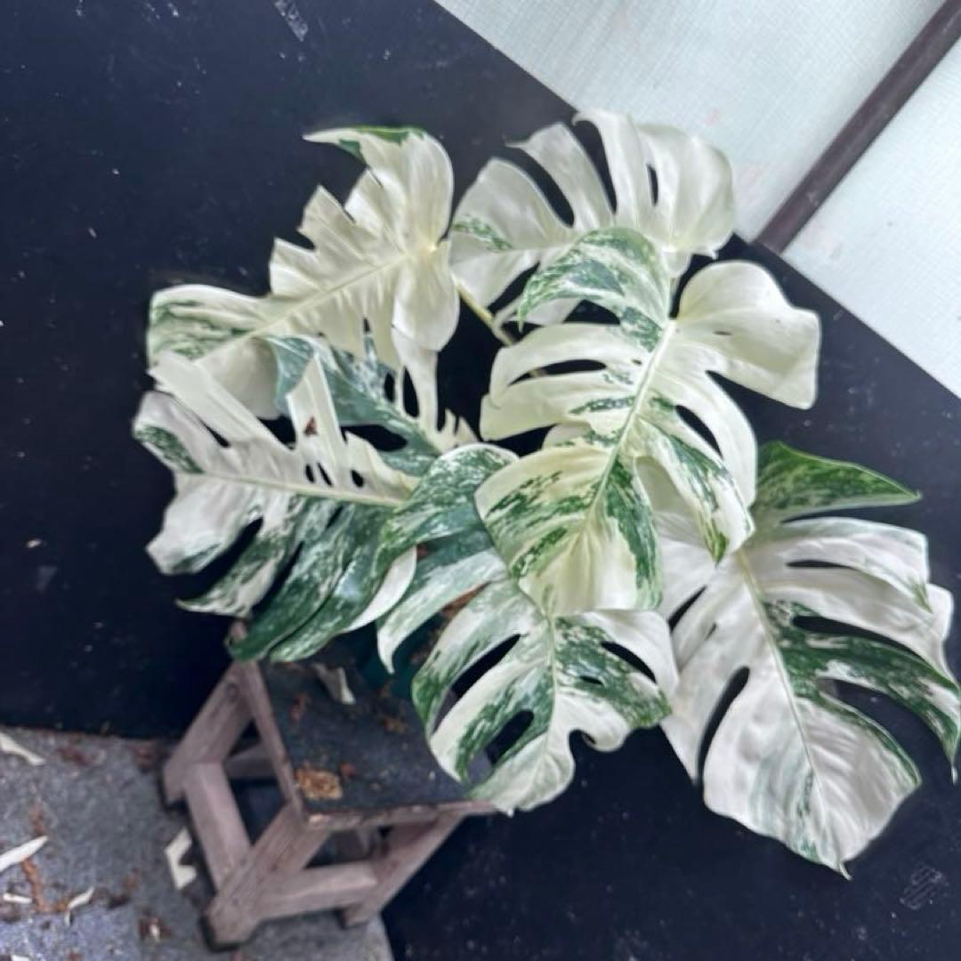 ケ*ン様 斑入りモンステラ ホワイトタイガー極美大株77cm白斑多
