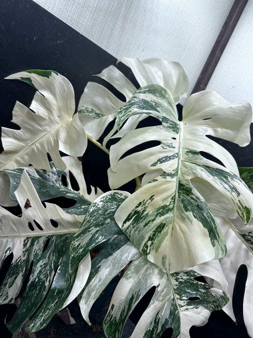 ケ*ン様 斑入りモンステラ ホワイトタイガー極美大株77cm白斑多