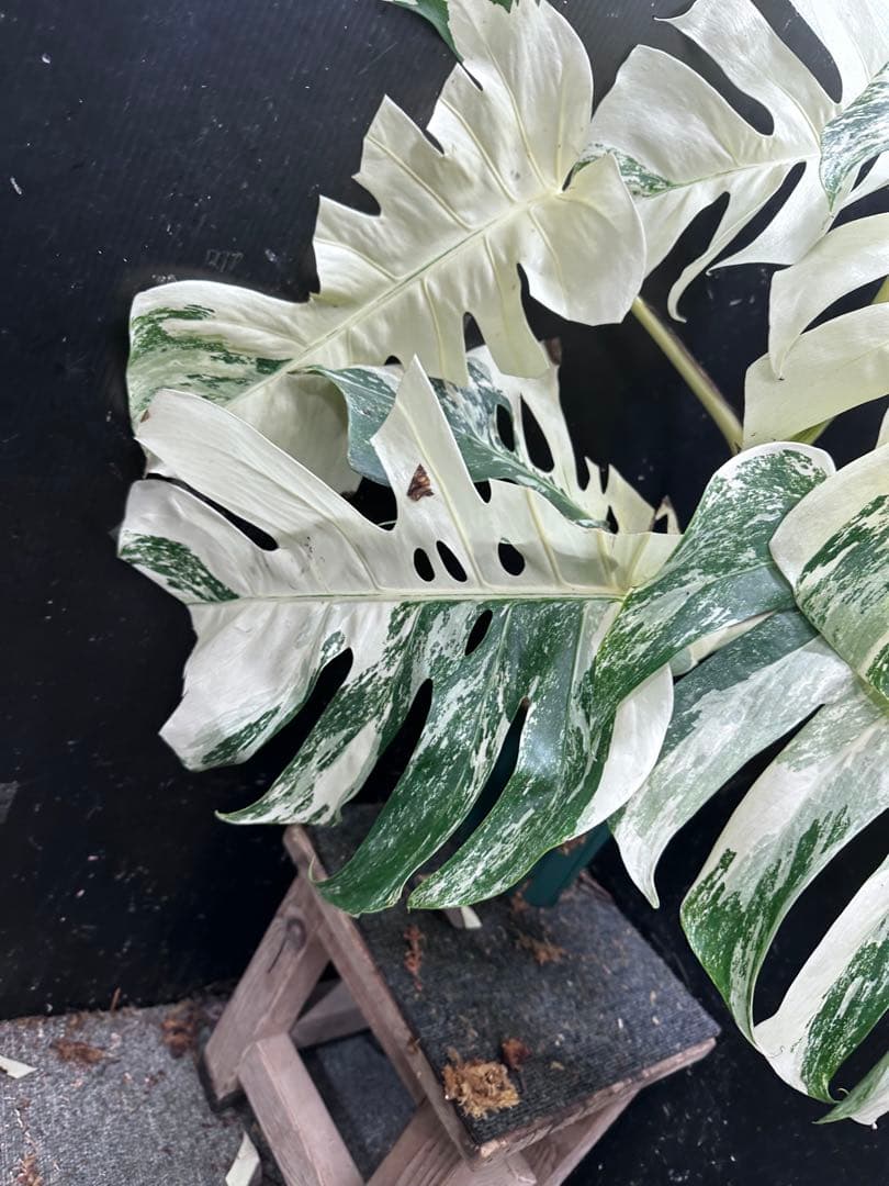 ケ*ン様 斑入りモンステラ ホワイトタイガー極美大株77cm白斑多