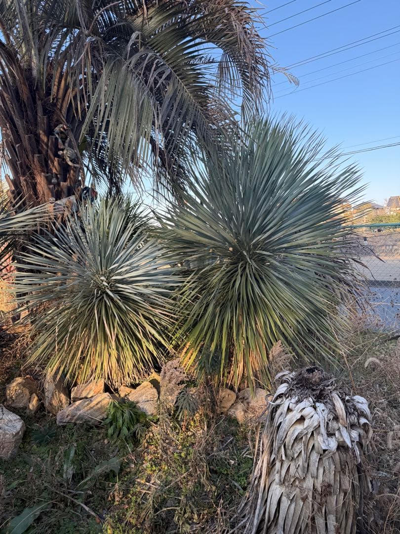 中型ユッカロストラータ　タイ　写真左側