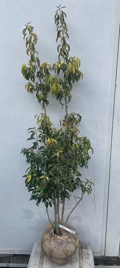 《現品》ソヨゴ　株立ち(雌株・メス株)　樹高1.5ｍ（根鉢含まず）590【苗木】