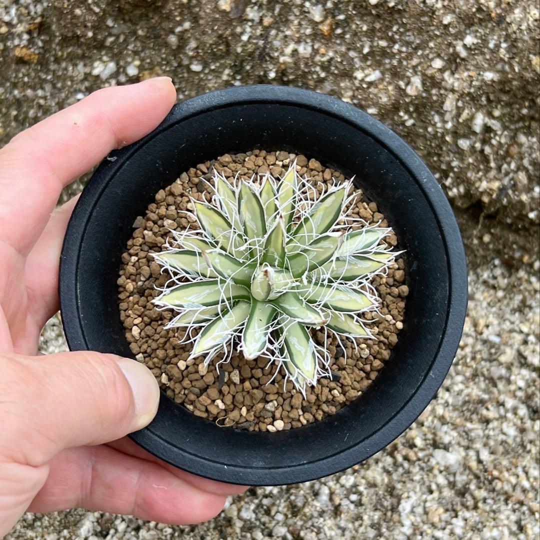 アガベ　姫乱れ雪錦　白中斑　希少