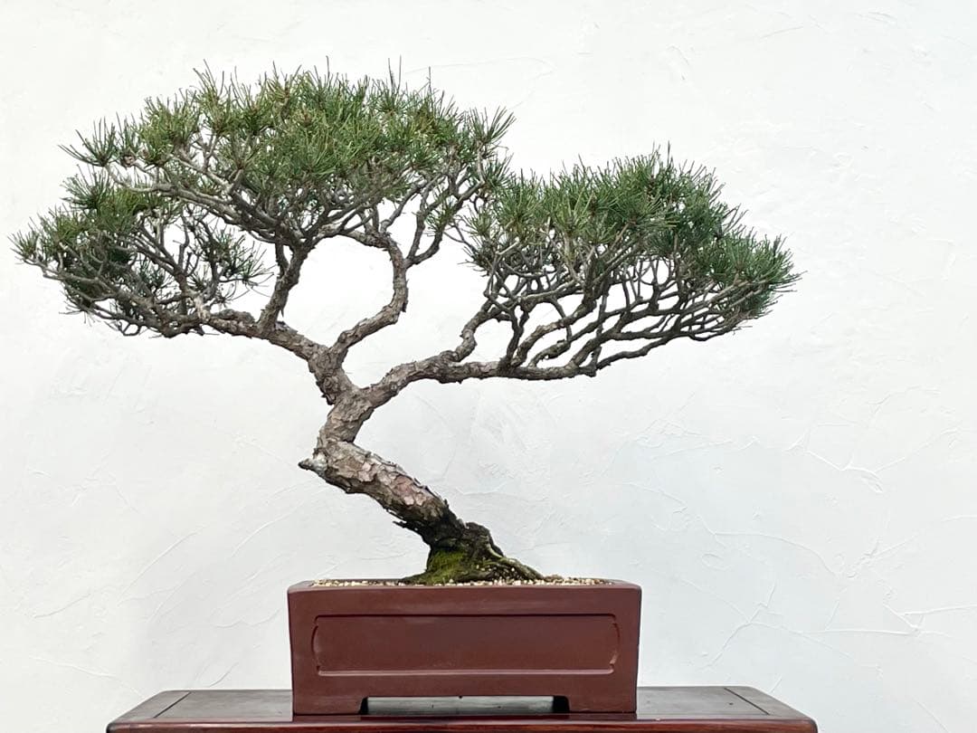 三河盆栽　折鶴松　おりづるまつ　盆栽