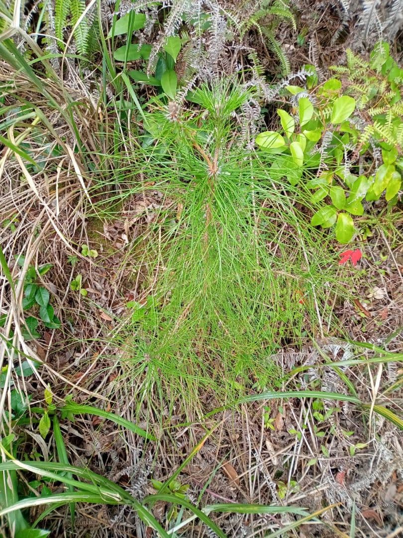 リュウキュウマツ　琉球松の苗　盆栽　観賞用　原種在来種　南国植木