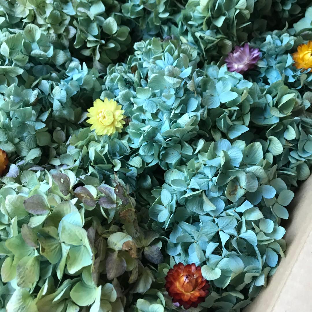 紫陽花ドライフラワー AB品 k10 120サイズ 北海道産