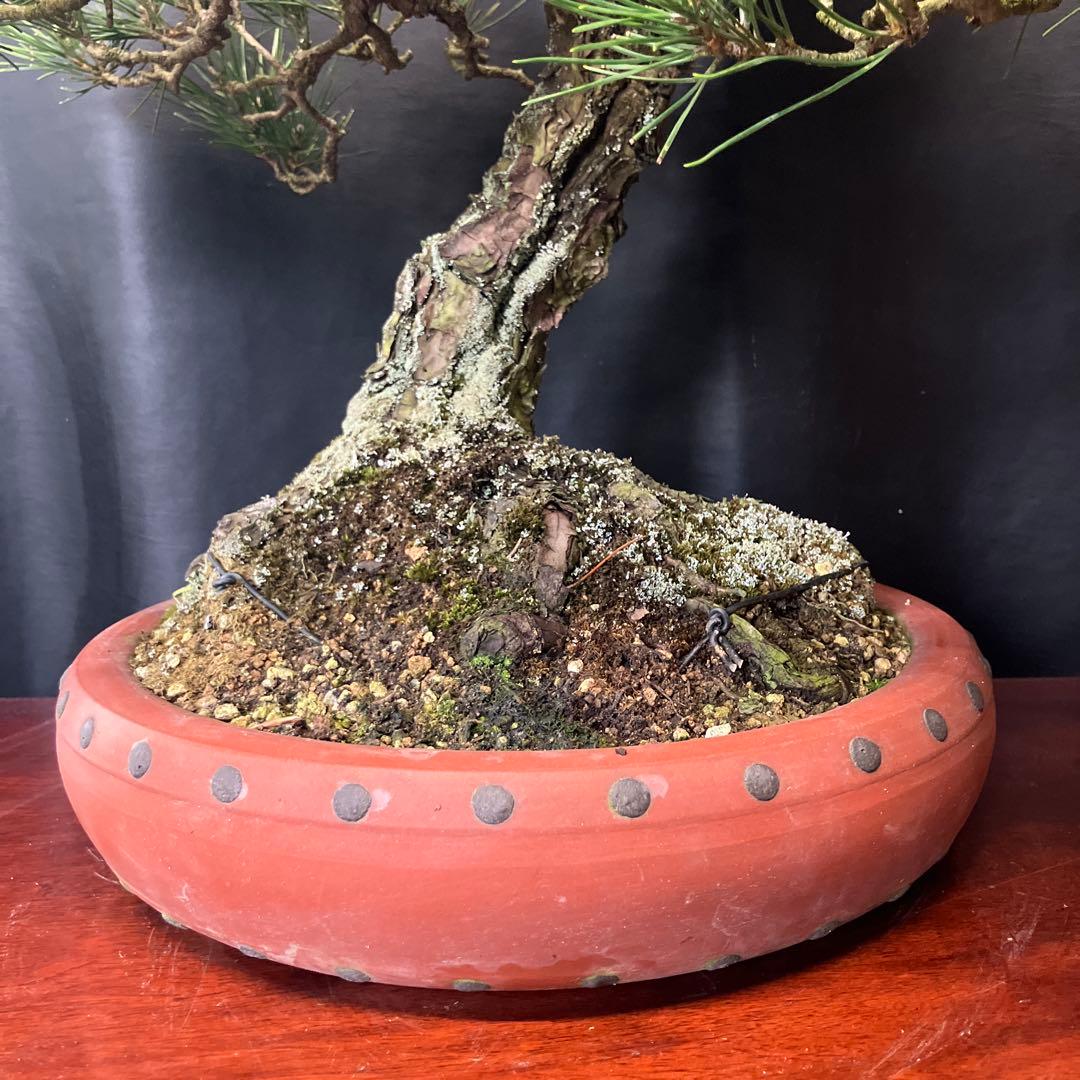 黒松 盆栽