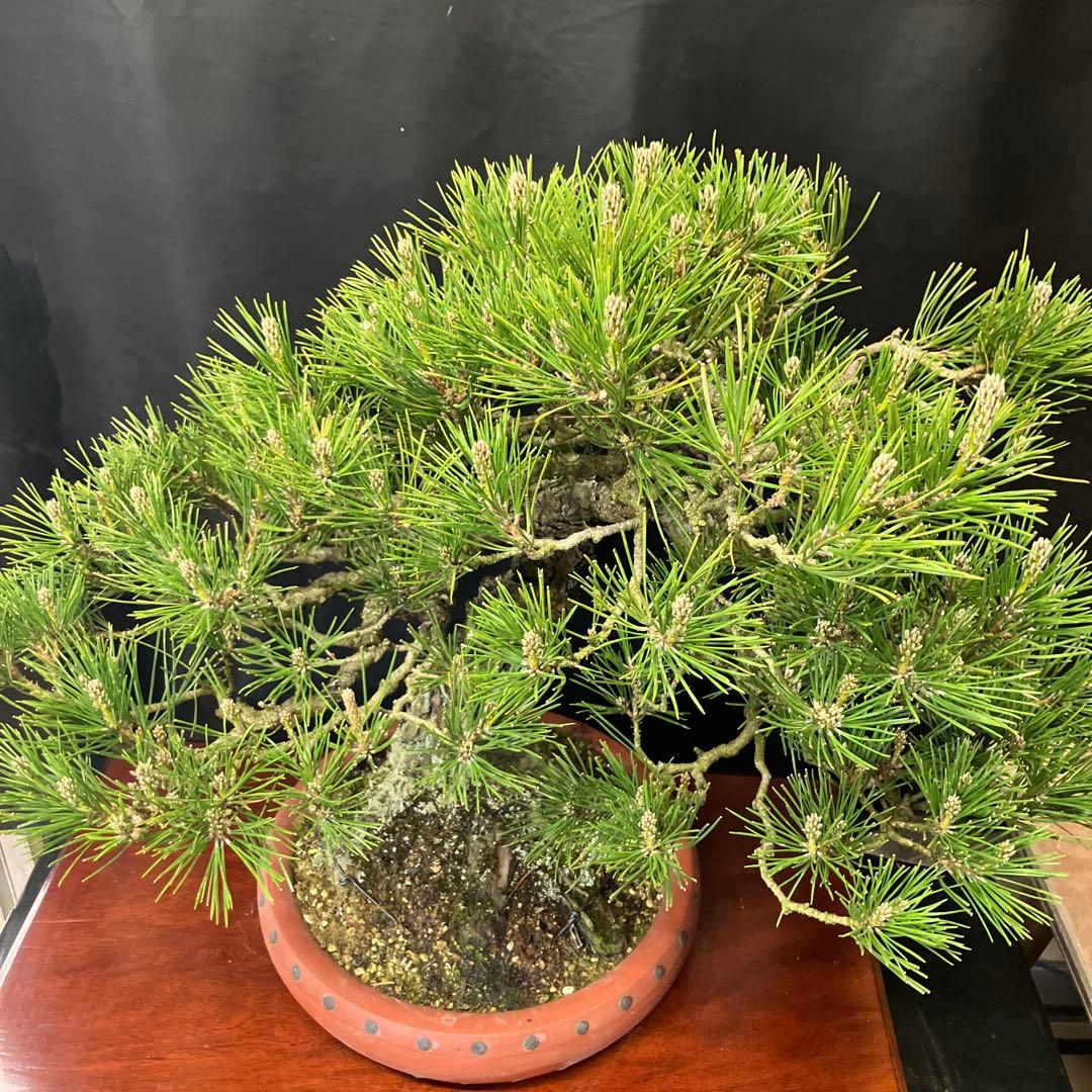 黒松 盆栽