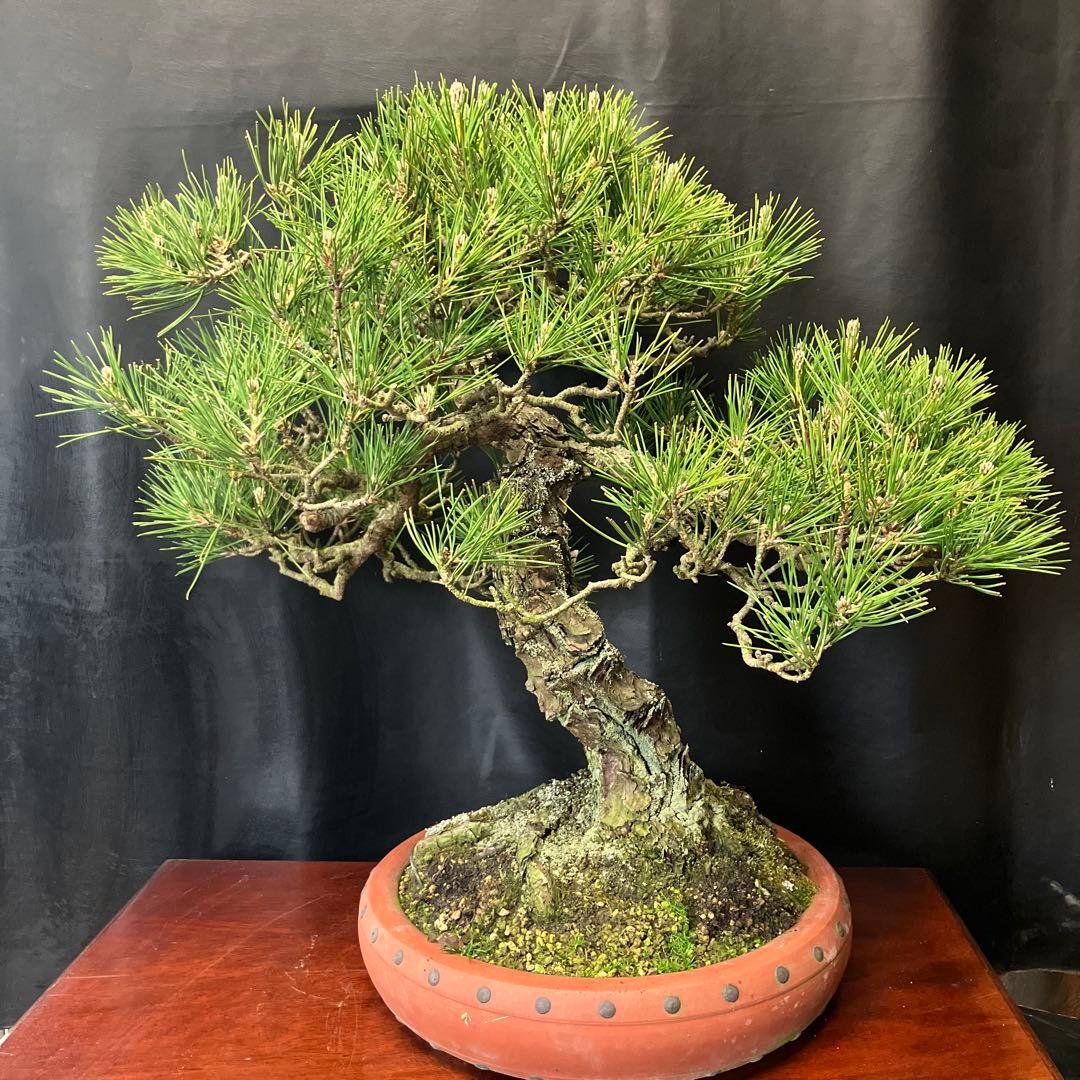 黒松 盆栽