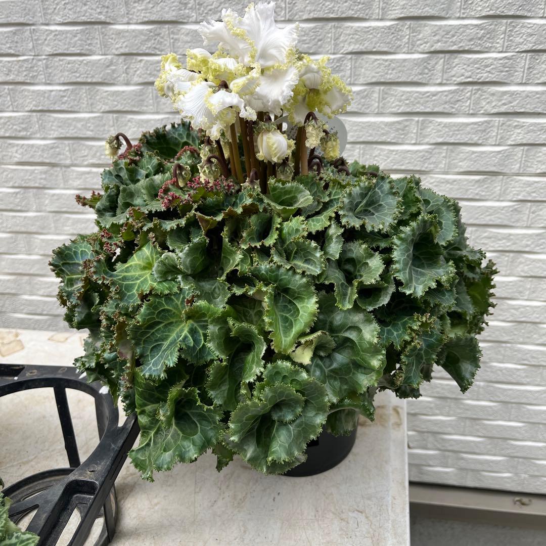 Nao様 リクエスト 2点 まとめ商品　シクラメン　ルチア　アイスプリンセス