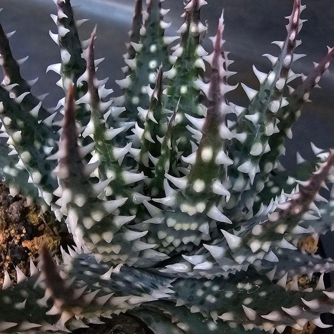 メルカリ便発送☆多肉植物 アロエ属 プラテンシス(実生選抜S4のカキコ苗)