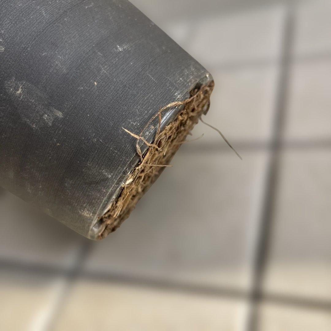 リバーシブル白抜けベイン　広瀬園芸　クリスマスローズ　開花株　匿名発送　現品