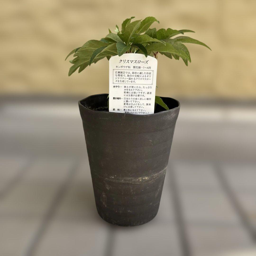 リバーシブル白抜けベイン　広瀬園芸　クリスマスローズ　開花株　匿名発送　現品