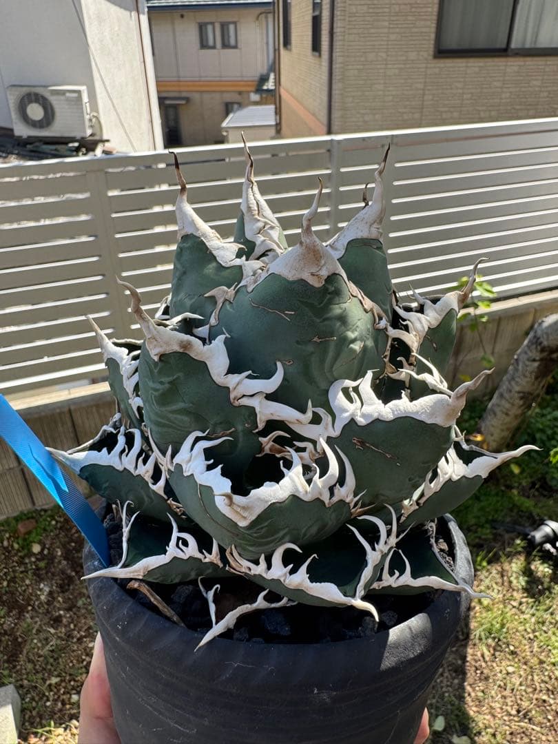 Michi Michi　チタノタ　海王　発根済子株　シーザーlizeセット