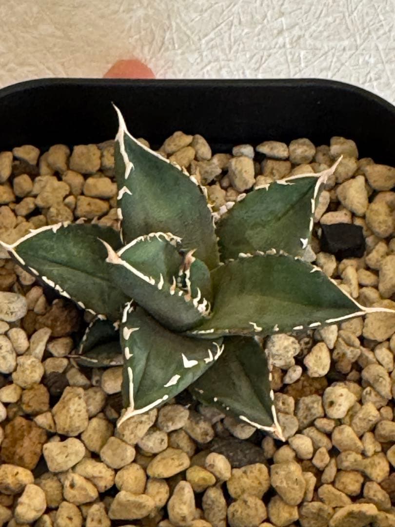 Michi Michi　チタノタ　海王　発根済子株　シーザーlizeセット