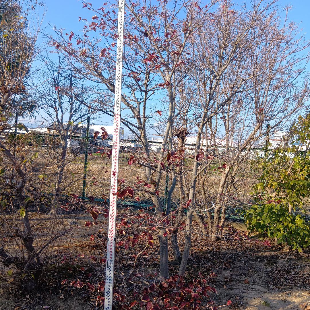 ヤマボウシ（高さ3.0メイトル）